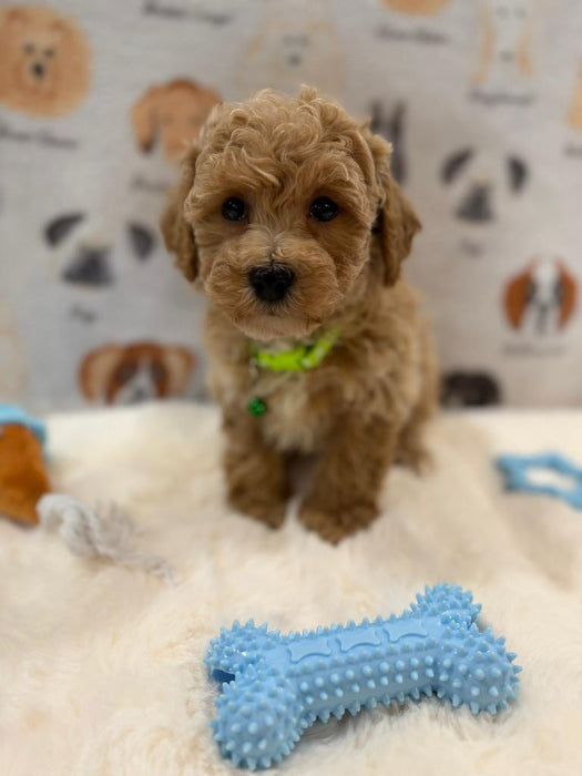 MELVIN (Bichon-Poodle)