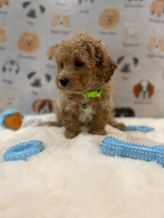 MELVIN (Bichon-Poodle)
