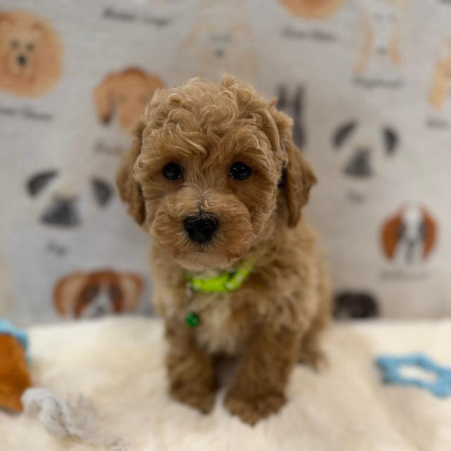 MELVIN (Bichon-Poodle)
