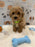 MELVIN (Bichon-Poodle)