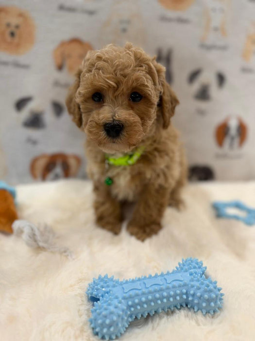 MELVIN (Bichon-Poodle)