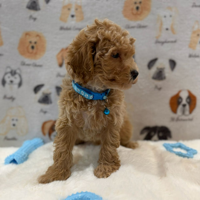 MET (Bichon-Poodle)
