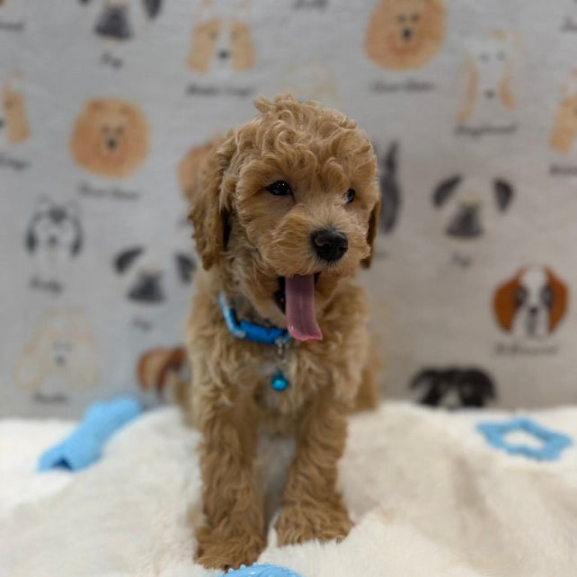 MET (Bichon-Poodle)