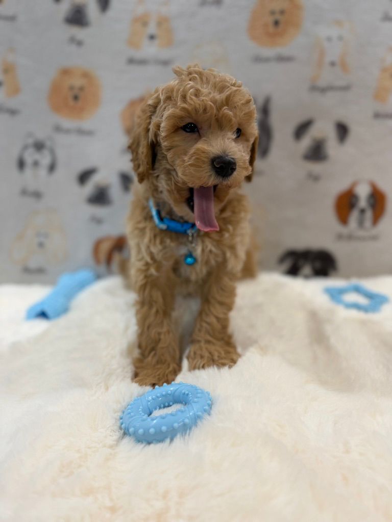 MET (Bichon-Poodle)