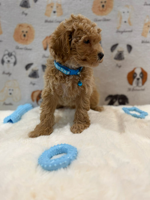 MET (Bichon-Poodle)