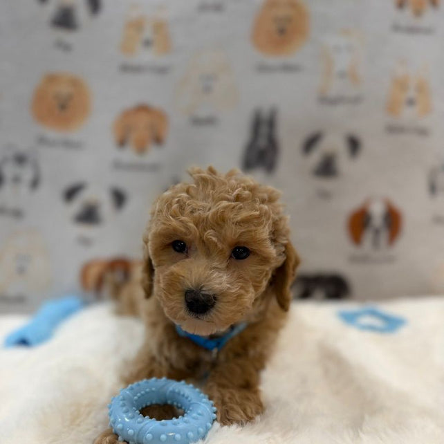 MET (Bichon-Poodle)