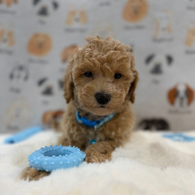 MET (Bichon-Poodle)