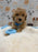MET (Bichon-Poodle)