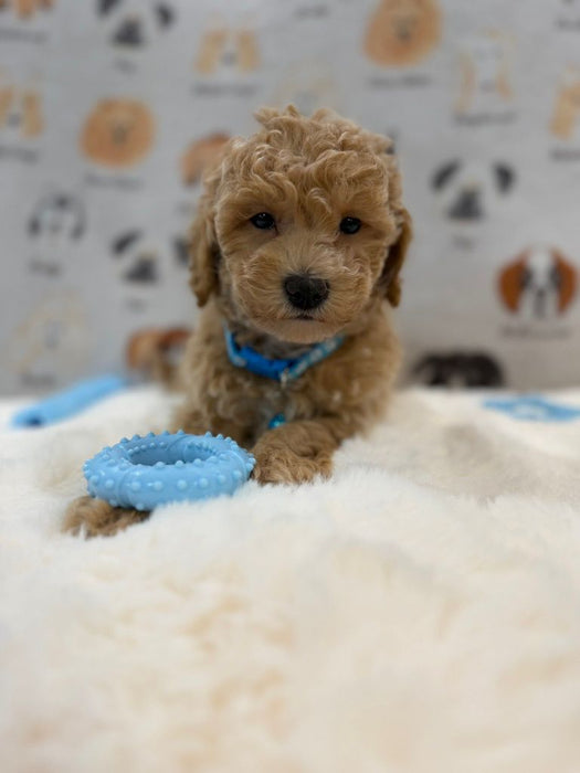MET (Bichon-Poodle)