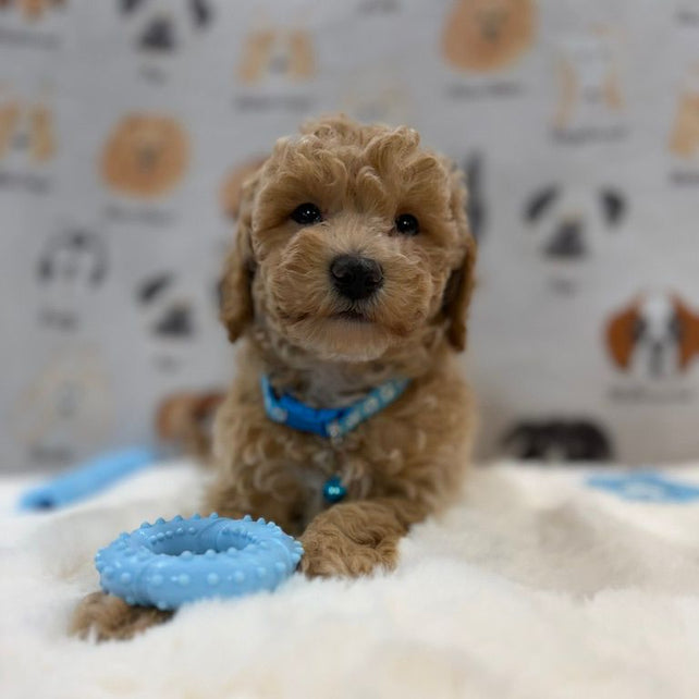 MET (Bichon-Poodle)