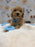 MET (Bichon-Poodle)