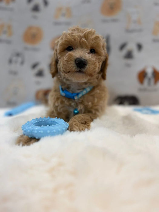 MET (Bichon-Poodle)