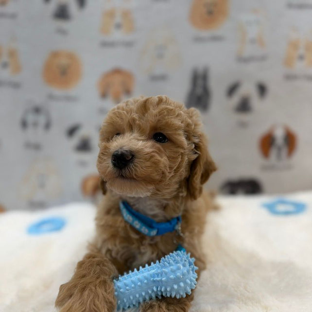 MET (Bichon-Poodle)