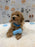 MET (Bichon-Poodle)