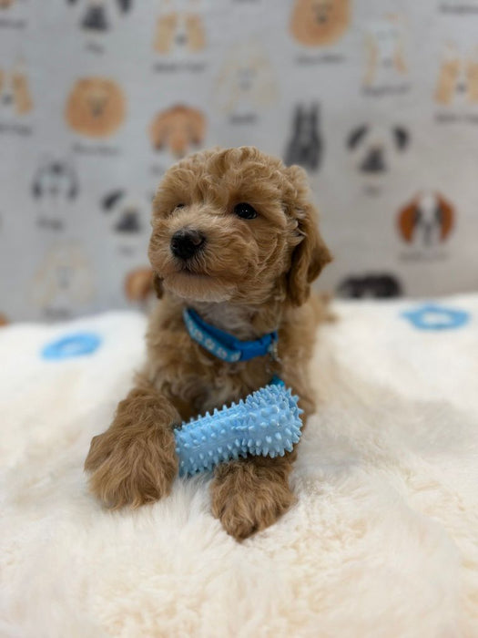 MET (Bichon-Poodle)