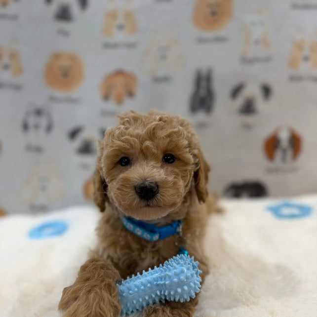 MET (Bichon-Poodle)
