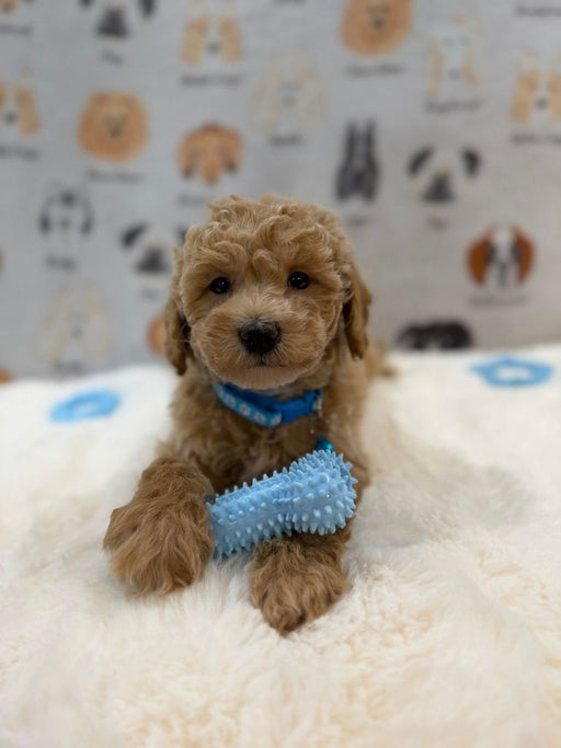 MET (Bichon-Poodle)