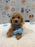 MET (Bichon-Poodle)