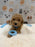 MET (Bichon-Poodle)