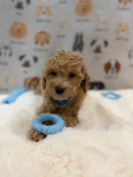 MET (Bichon-Poodle)