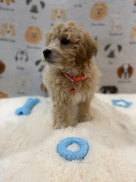 MILO (Bichon-Poodle)