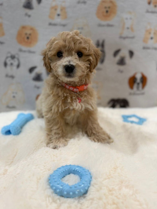 MILO (Bichon-Poodle)