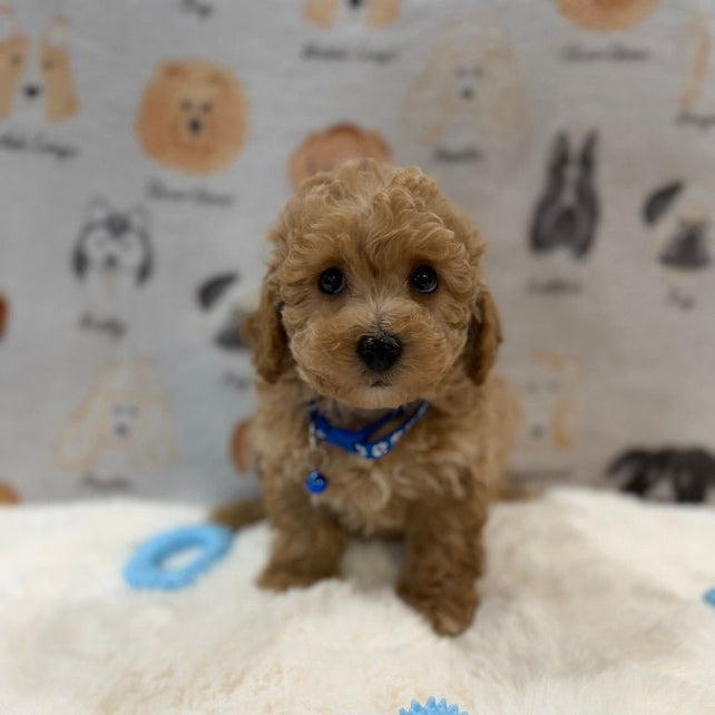 MARVIN (Bichon-Poodle)