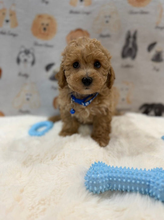 MARVIN (Bichon-Poodle)