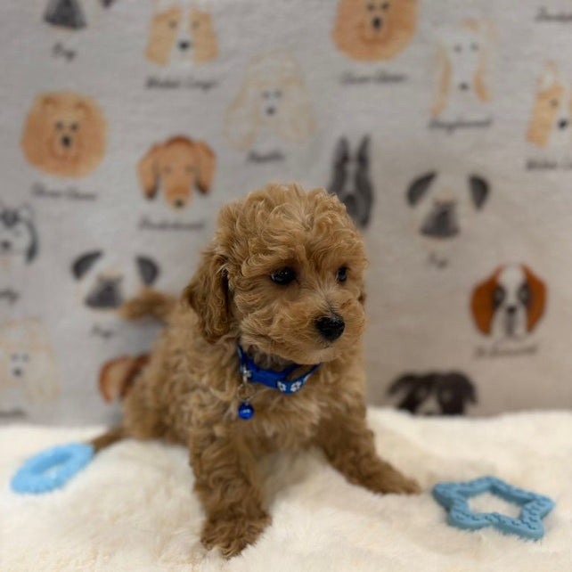 MARVIN (Bichon-Poodle)