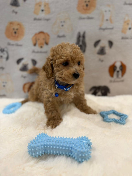 MARVIN (Bichon-Poodle)