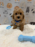 MARVIN (Bichon-Poodle)