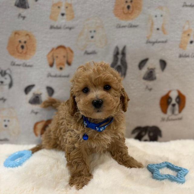 MARVIN (Bichon-Poodle)