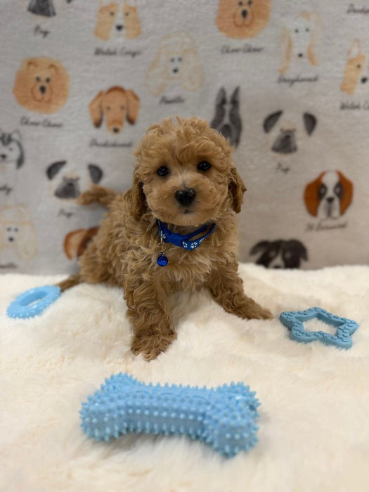 MARVIN (Bichon-Poodle)