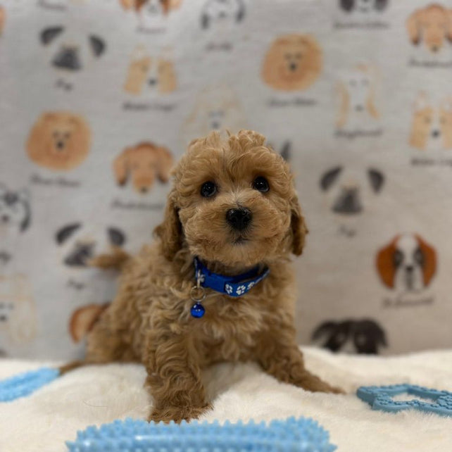 MARVIN (Bichon-Poodle)