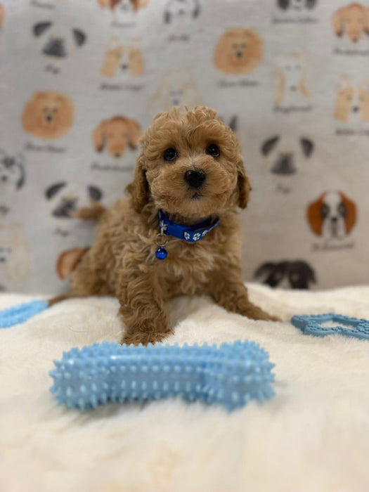 MARVIN (Bichon-Poodle)