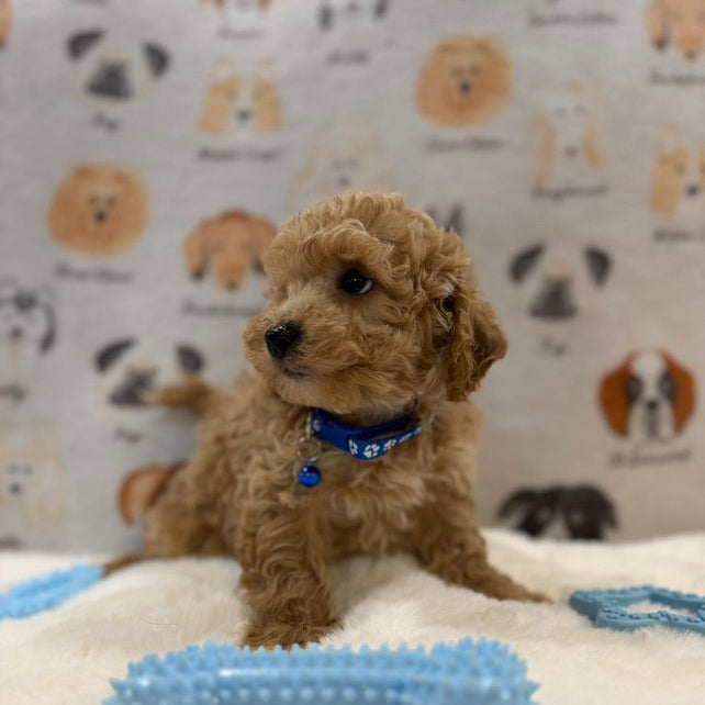 MARVIN (Bichon-Poodle)