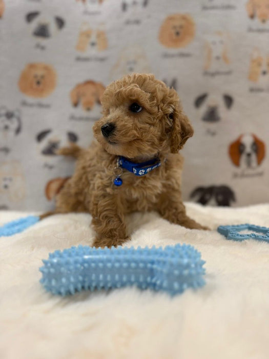 MARVIN (Bichon-Poodle)