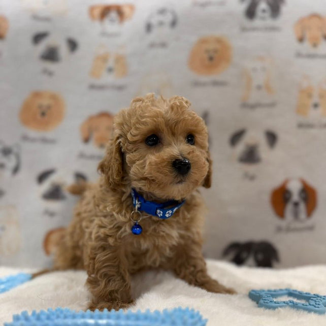 MARVIN (Bichon-Poodle)