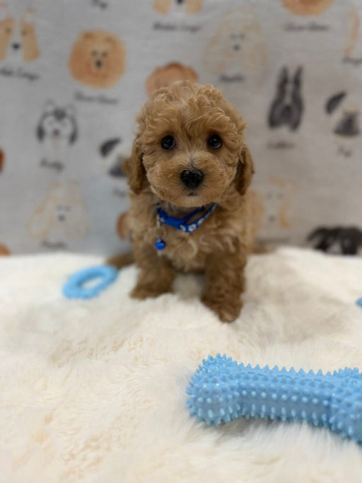 MARVIN (Bichon-Poodle)