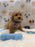 MARVIN (Bichon-Poodle)