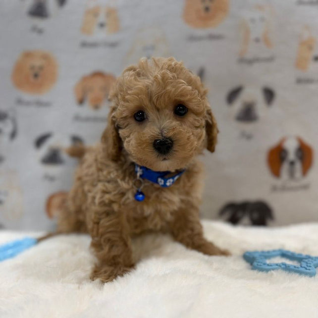 MARVIN (Bichon-Poodle)