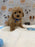 MARVIN (Bichon-Poodle)