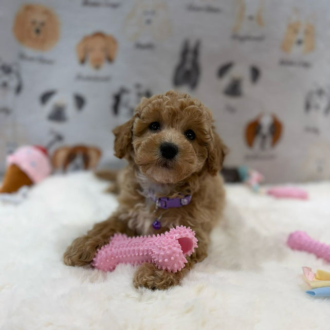 MILLY (Bichon-Poodle)