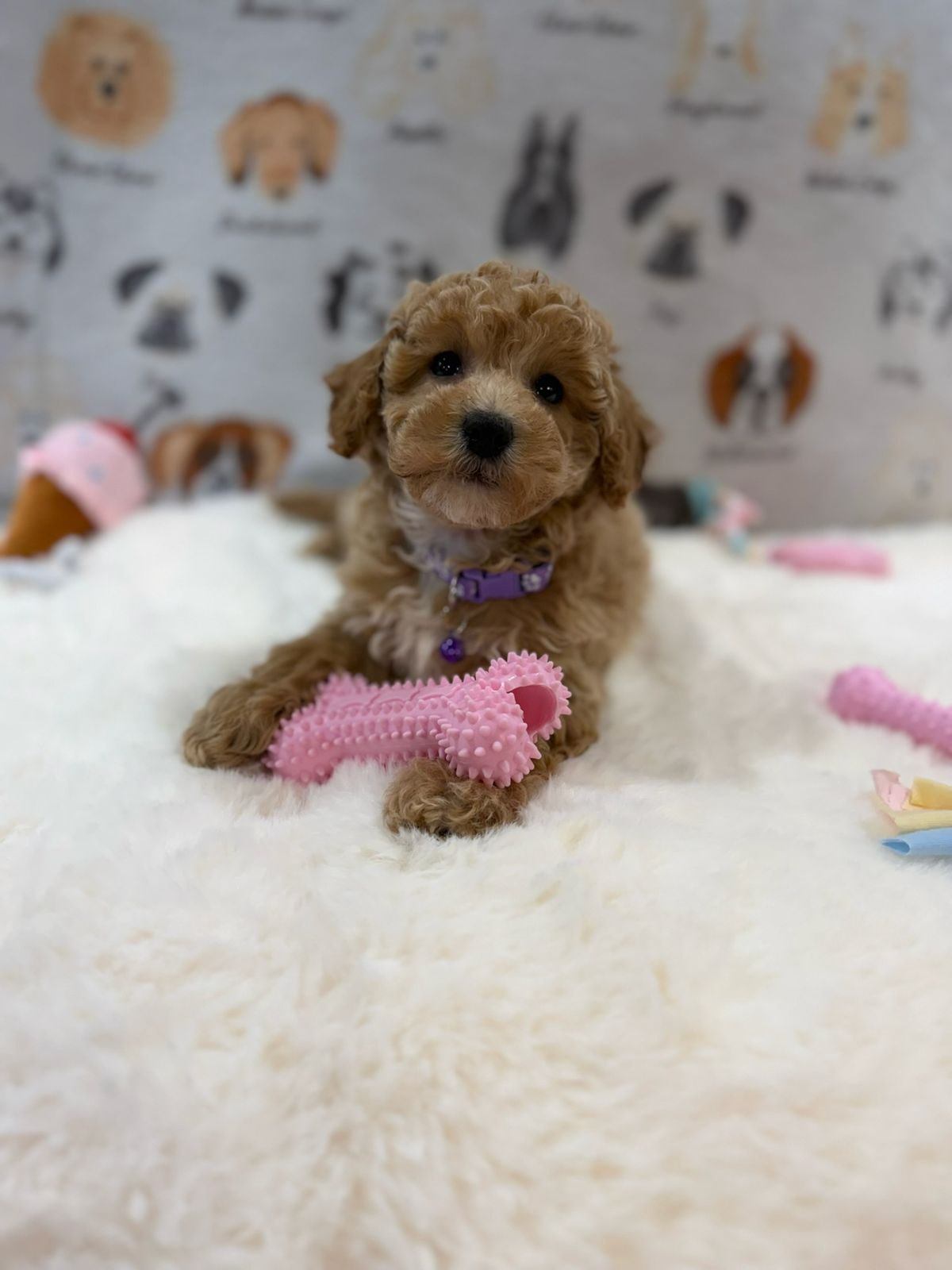 MILLY (Bichon-Poodle)