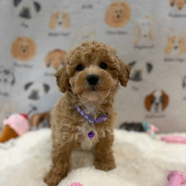MILLY (Bichon-Poodle)