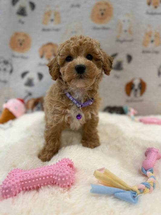 MILLY (Bichon-Poodle)