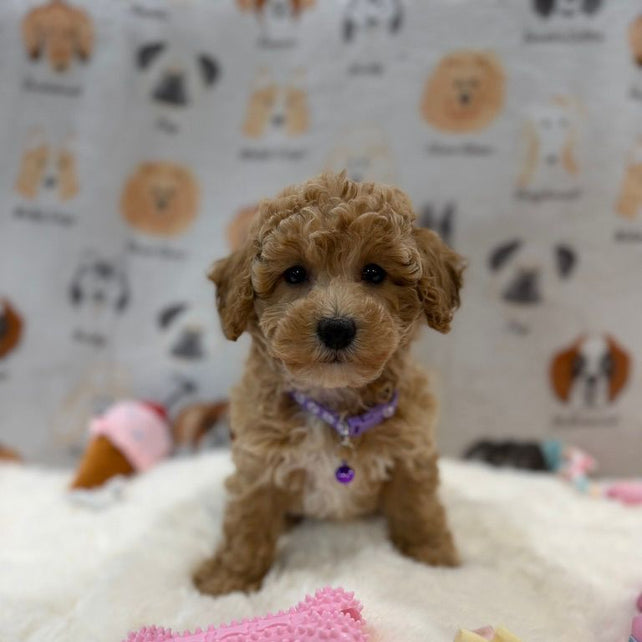 MILLY (Bichon-Poodle)