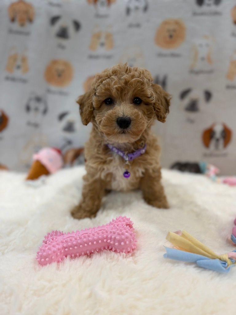 MILLY (Bichon-Poodle)