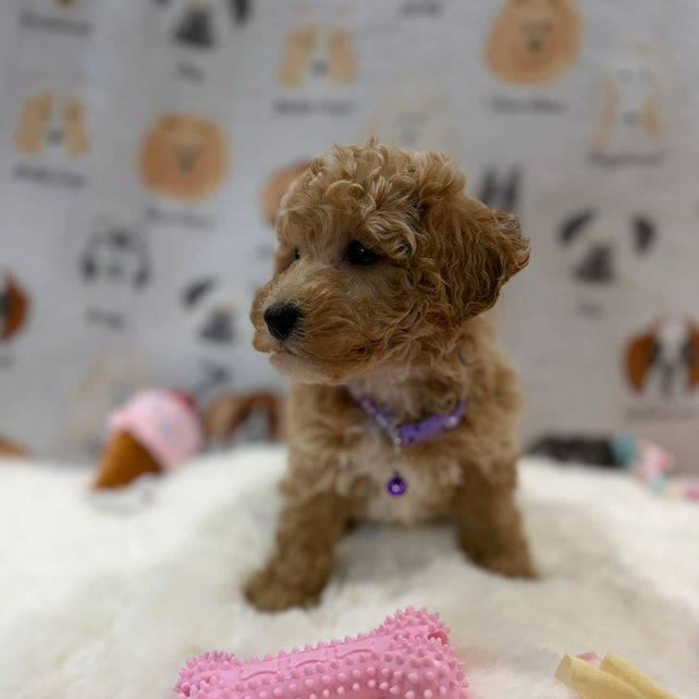MILLY (Bichon-Poodle)