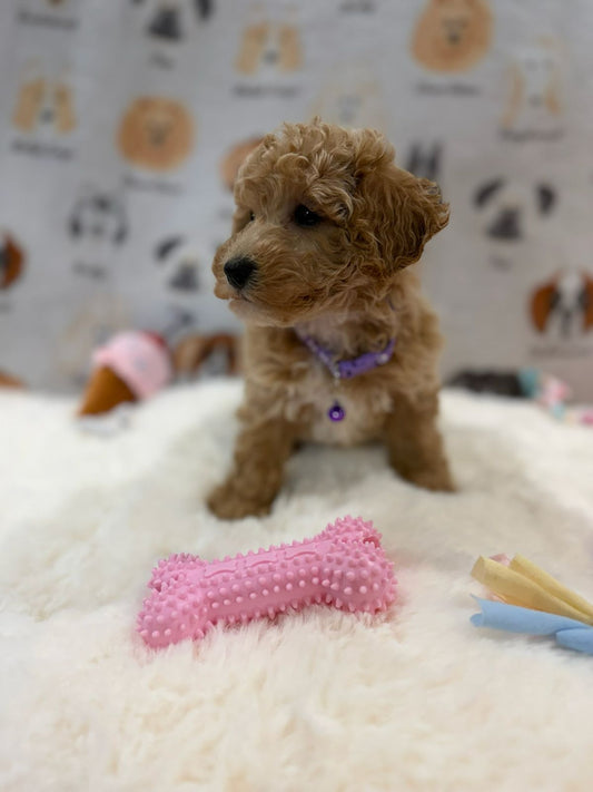 MILLY (Bichon-Poodle)